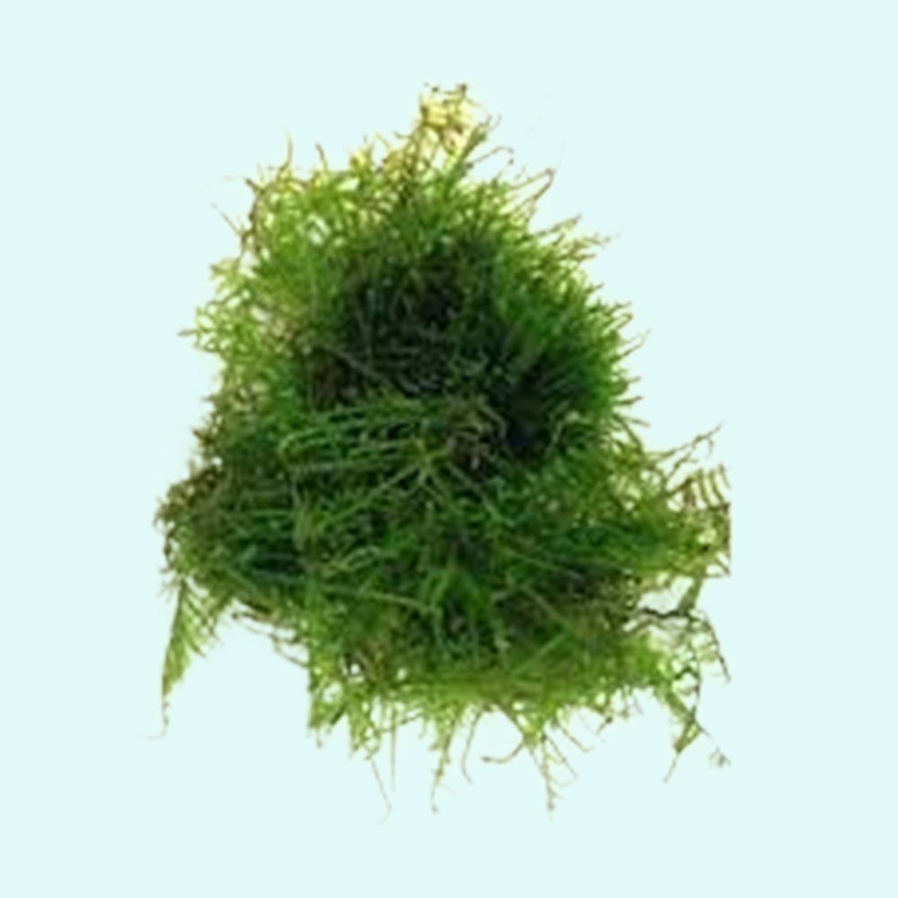Christmas Moss Vesicularia Montagnei