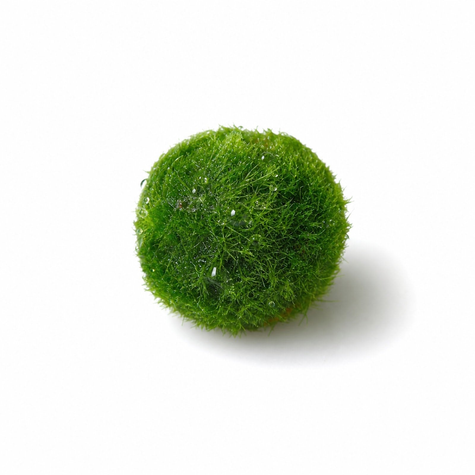 Marimo Moss Ball (Aegagropila Linnaei)