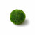 Marimo Moss Ball (Aegagropila Linnaei)