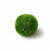 Marimo Moss Ball (Aegagropila Linnaei)