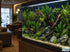 Anubias Frazeri - Image 9 of 30