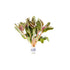 Ammania senegalensis – Live Freshwater Aquarium Plant - Image 11 of 43