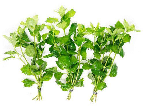 Water Wisteria (Hygrophila difformis) – Live Aquarium Plant Bunch | BUY 2 GET 1 FREE