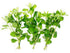 Water Wisteria (Hygrophila difformis) – Live Aquarium Plant Bunch | BUY 2 GET 1 FREE