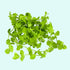 Dwarf Baby Tears Micranthemum Umbrosom
