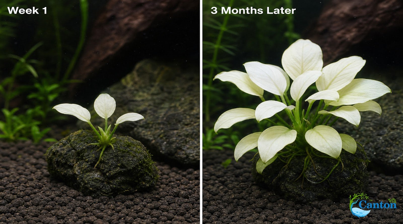 Anubias White Rose – Live Freshwater Aquarium Plant