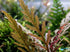 Hygrophila Pinnatifida