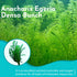 Anacharis Egeria Densa Bunch Live Aquarium Plants - Image 6 of 27