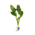 Echinodorus Ozelot Green Amazon Sword Live Aquarium Plants BUY 2 GET 1 FREE