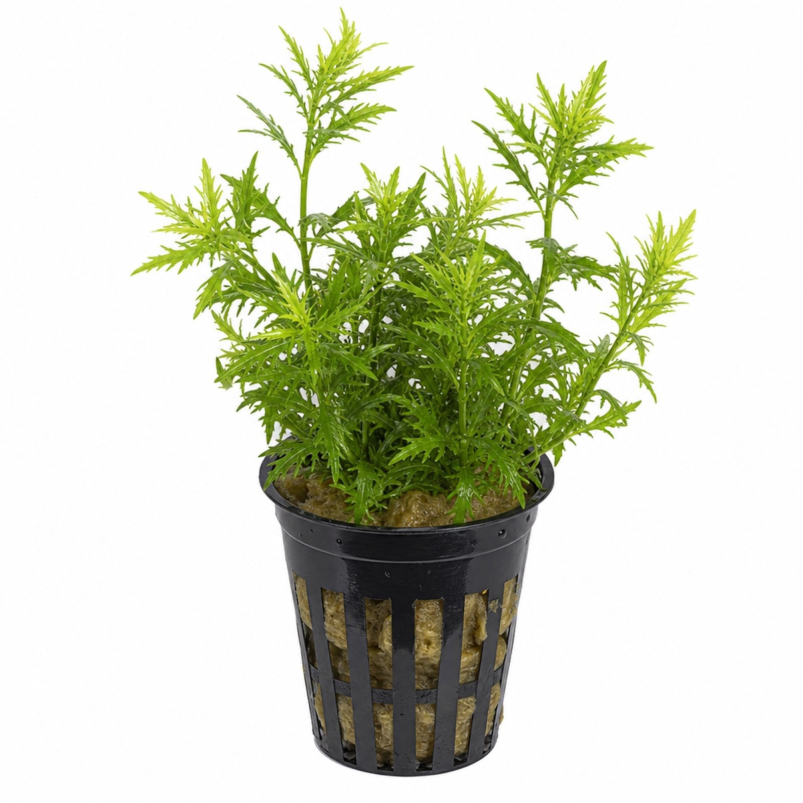 Mermaid Hygro (Proserpinaca palustris) – Live Aquarium Plant