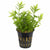 Mermaid Hygro (Proserpinaca palustris) – Live Aquarium Plant