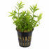 Mermaid Hygro (Proserpinaca palustris) – Live Aquarium Plant