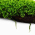 Moss On Wood – Live Aquarium Moss Attached to Natural Driftwood