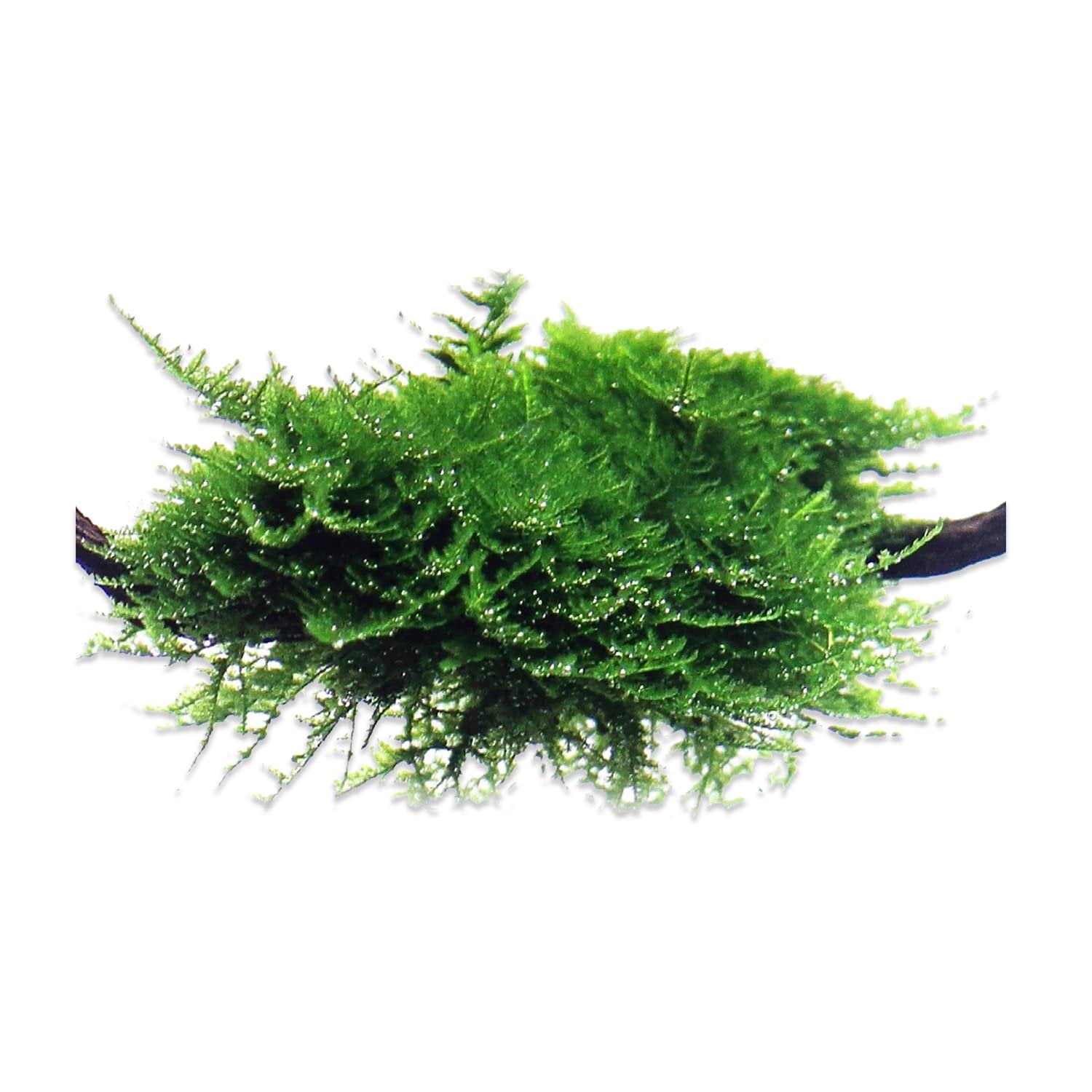 Christmas Moss Vesicularia Montagnei