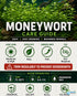 Moneywort (Bacopa monnieri) – Live Aquarium & Paludarium Plant