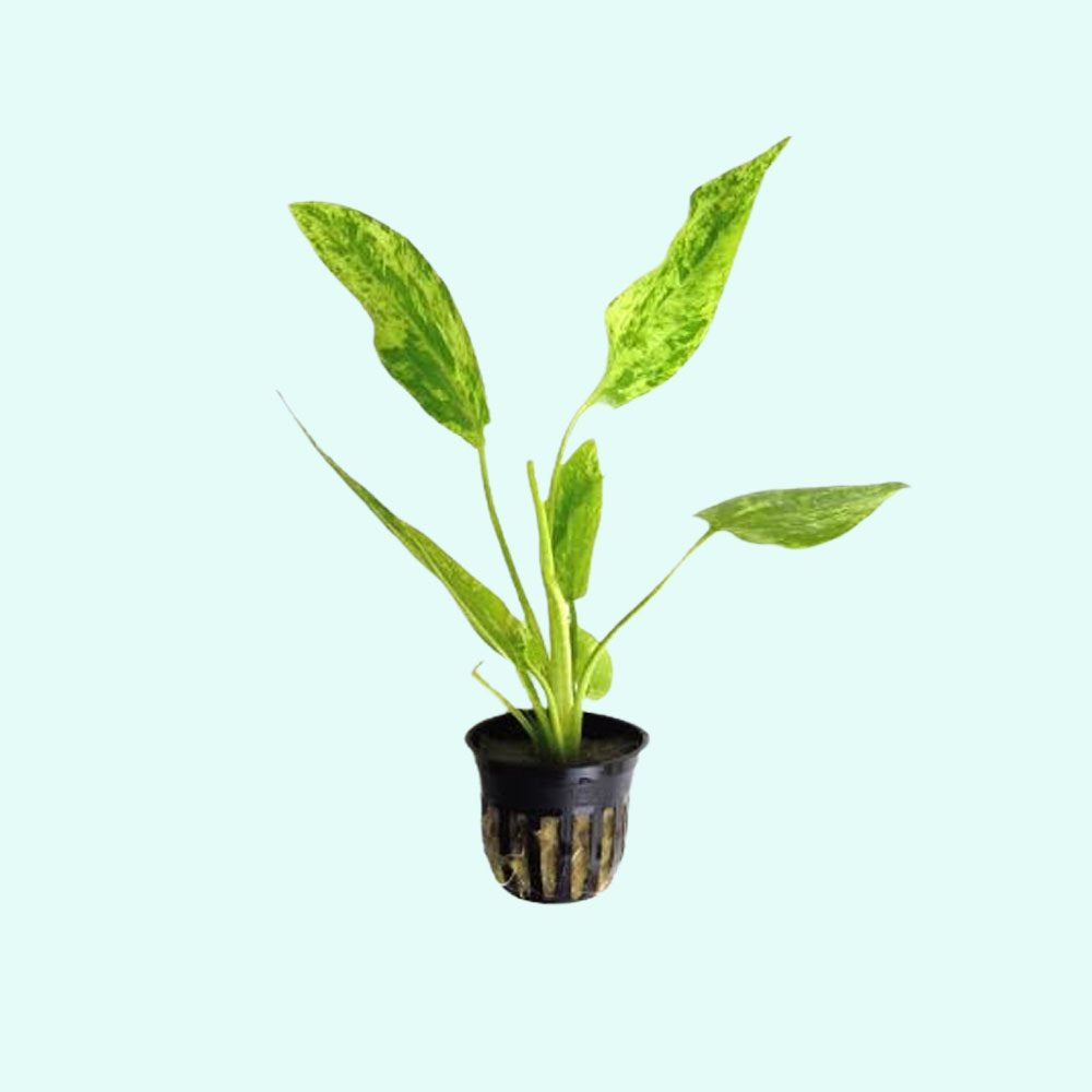 Marble Queen Sword (Echinodorus cordifolius) – Live Aquarium Plant