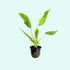 Marble Queen Sword (Echinodorus cordifolius) – Live Aquarium Plant