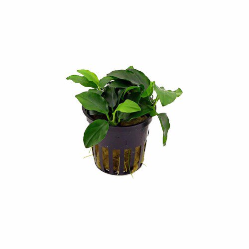 Anubias Nana Petite – Live Aquarium Plant (Potted, Buy 2 Get 1 Free) - Image 2 of 5