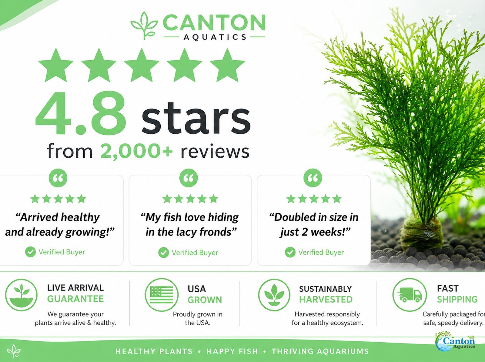 Canton Aquatics Live Aquarium Plants - Water Sprite Aquarium Plant, Ceratopteris Thalictroides - Perfect Live Aquatic Plants for Fish Tanks and Aquariums