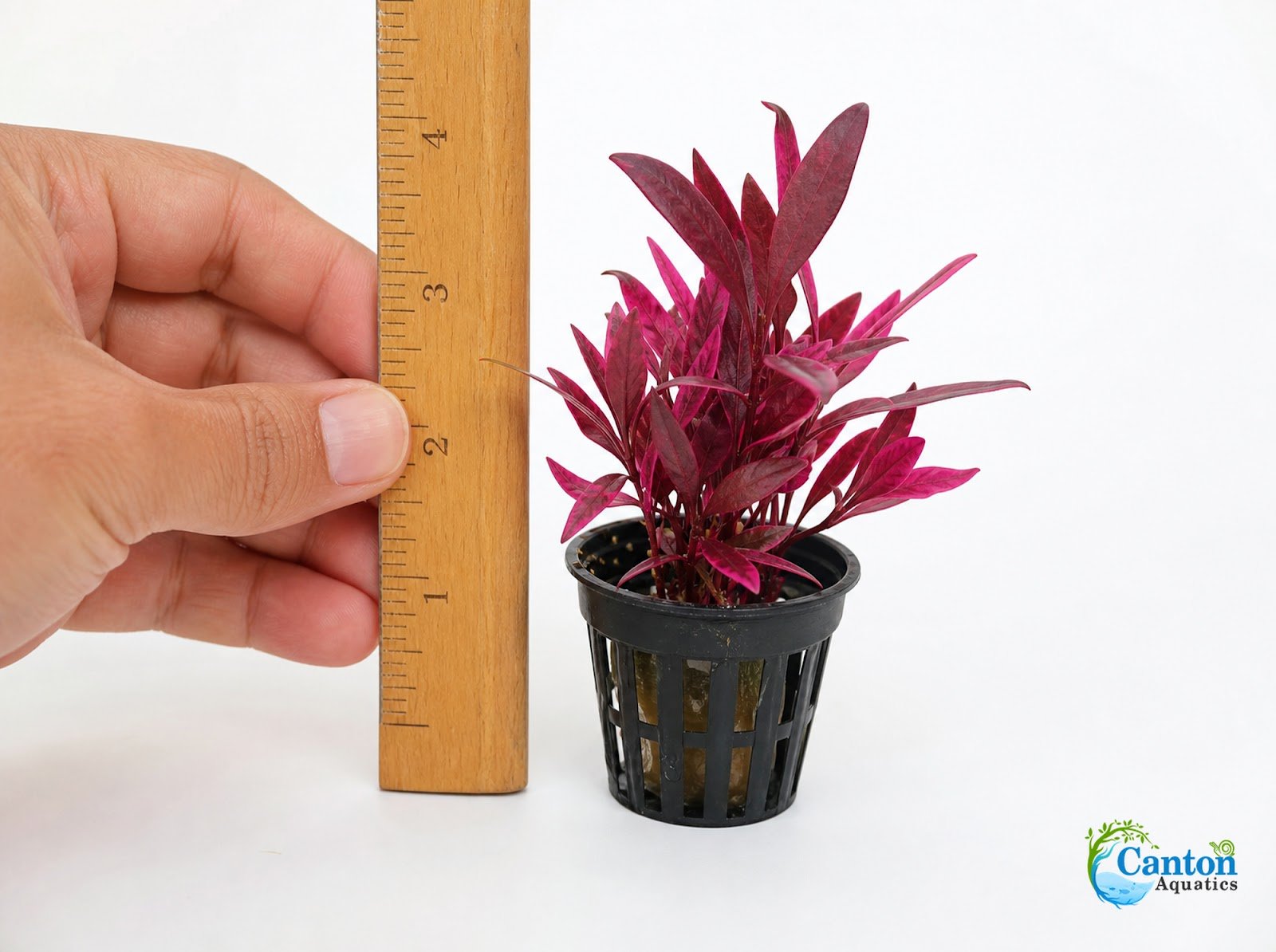 Alternanthera reineckii ‘Mini’ – Tissue Culture Aquarium Plant