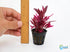 Alternanthera reineckii ‘Mini’ – Tissue Culture Aquarium Plant