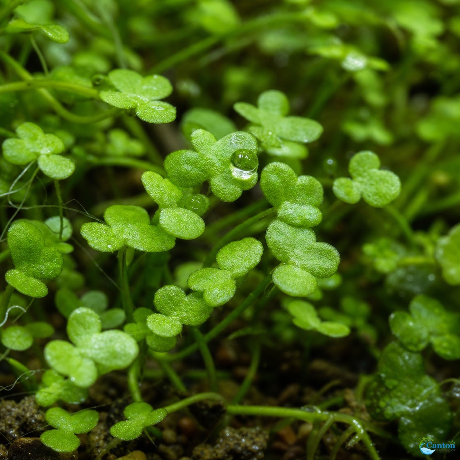 Dwarf PennyWort Japan (Hydrocotyle Tripartita)