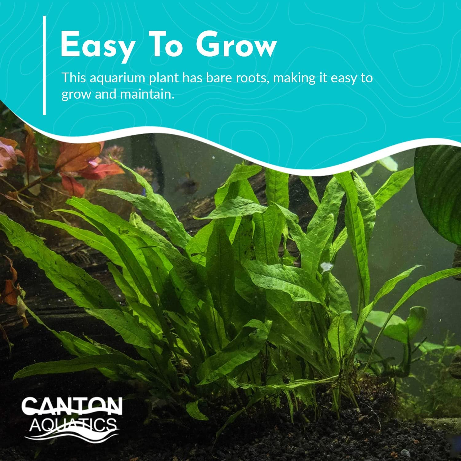 Java Fern Microsorum Pteropus – Live Freshwater Aquarium Plant (Bare Root)