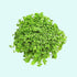 Dwarf Baby Tears Micranthemum Umbrosom