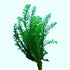 Anacharis Egeria Densa Bunch Live Aquarium Plants - Image 5 of 27