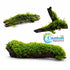 Moss On Wood – Live Aquarium Moss Attached to Natural Driftwood