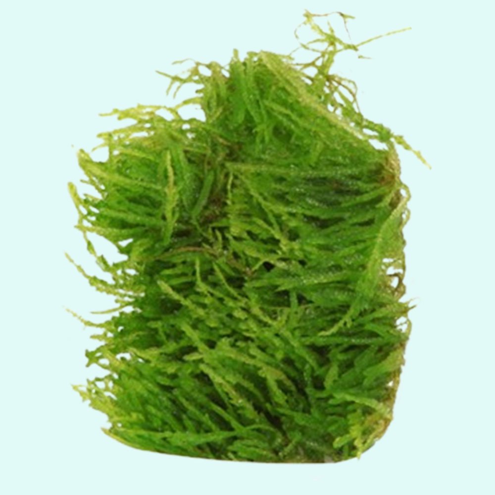 Weeping Moss (Vesicularia ferriei) – Live Freshwater Aquarium Plant
