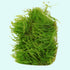 Weeping Moss (Vesicularia ferriei) – Live Freshwater Aquarium Plant