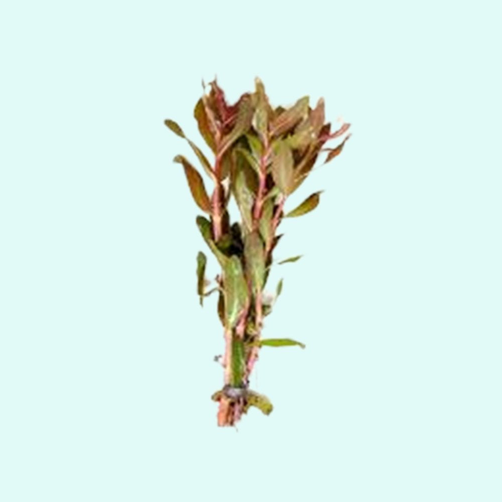 Ammania senegalensis – Live Freshwater Aquarium Plant - Image 34 of 43