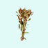Ammania senegalensis – Live Freshwater Aquarium Plant - Image 34 of 43
