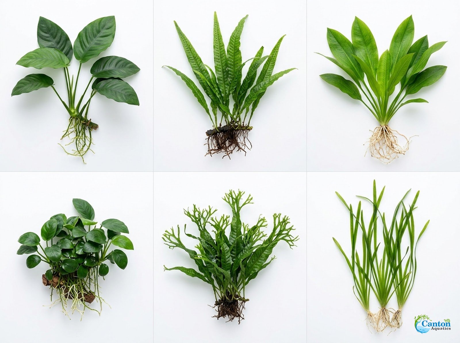 Cichlid-Friendly Live Plant Pack – Large Hardy Aquarium Plants (3 Pack)