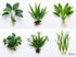 Cichlid-Friendly Live Plant Pack – Large Hardy Aquarium Plants (3 Pack)