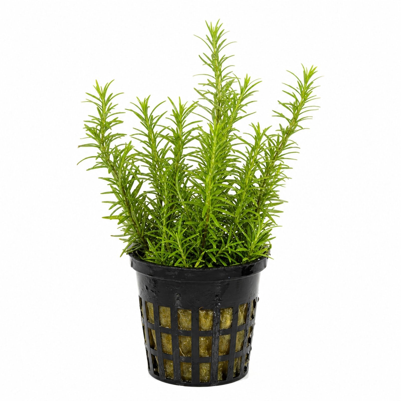 Limnophila Hippuridoides – Live Freshwater Aquarium Plant