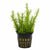 Limnophila Hippuridoides – Live Freshwater Aquarium Plant