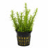 Limnophila Hippuridoides – Live Freshwater Aquarium Plant