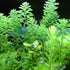 Parrot’s Feather (Myriophyllum aquaticum) – Live Aquarium & Pond Plant
