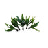 Beginner Centerpiece Bundle – 20–40 Gallon Low-Tech Aquarium | Easy Live Plants, Lush & Hardy