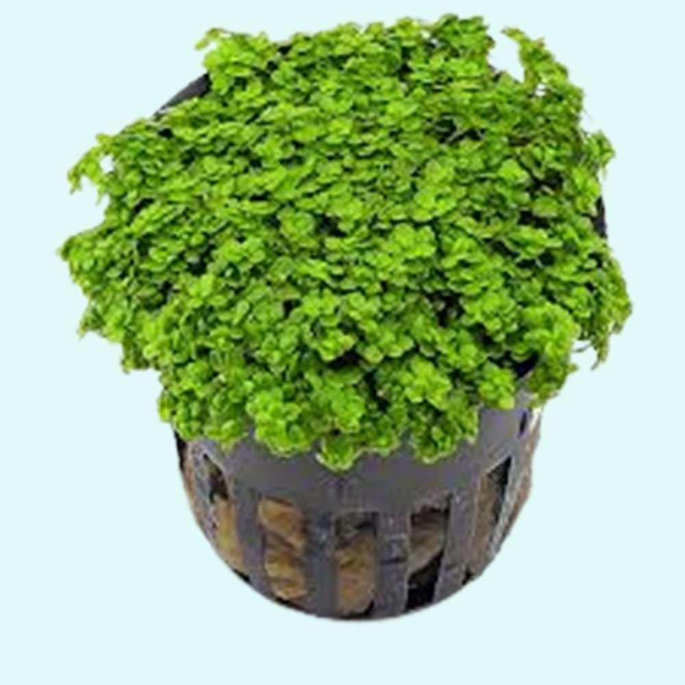 Dwarf Baby Tears Micranthemum Umbrosom