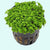 Dwarf Baby Tears Micranthemum Umbrosom