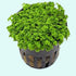Dwarf Baby Tears Micranthemum Umbrosom