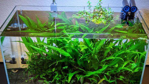 Java Fern (Microsorum Pteropus) on Mat
