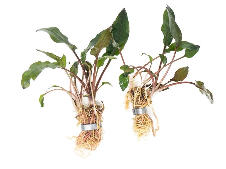 Cryptocoryne Wendtii Red – Live Aquarium Plant (Medium, Buy More & Save More)BUY 2 GET 1 FREE