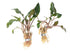 Cryptocoryne Wendtii Red – Live Aquarium Plant (Medium, Buy More & Save More)BUY 2 GET 1 FREE