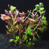 Ludwigia Repens Super Red Mini – Live Freshwater Aquarium Plant