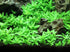 CANTON AQUATICS Staurogyne S Repens Plants - Long Lasting & Easy to Care - Promote High Water Quality and Fast - Growing Live Freshwater Carpet Plant for Aquascaping - 5X Clumps Plants