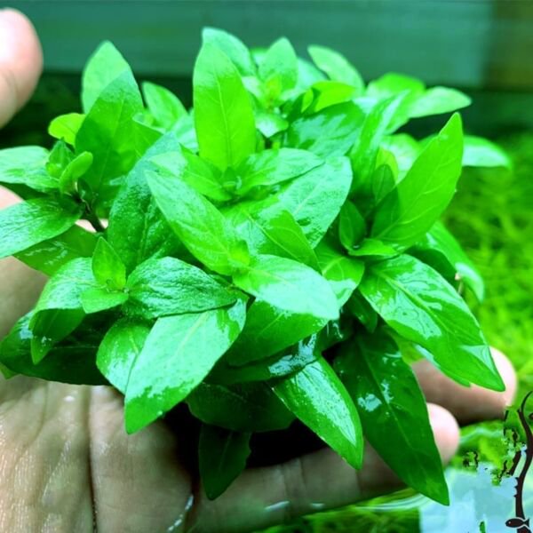 CANTON AQUATICS Staurogyne S Repens Plants - Long Lasting & Easy to Care - Promote High Water Quality and Fast - Growing Live Freshwater Carpet Plant for Aquascaping - 5X Clumps Plants